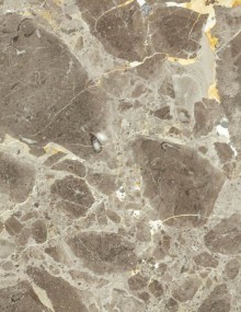 Gray Pizzato Yellow